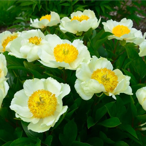 Paeonia 'Claire de Lune' - Pojeng 'Claire de Lune'